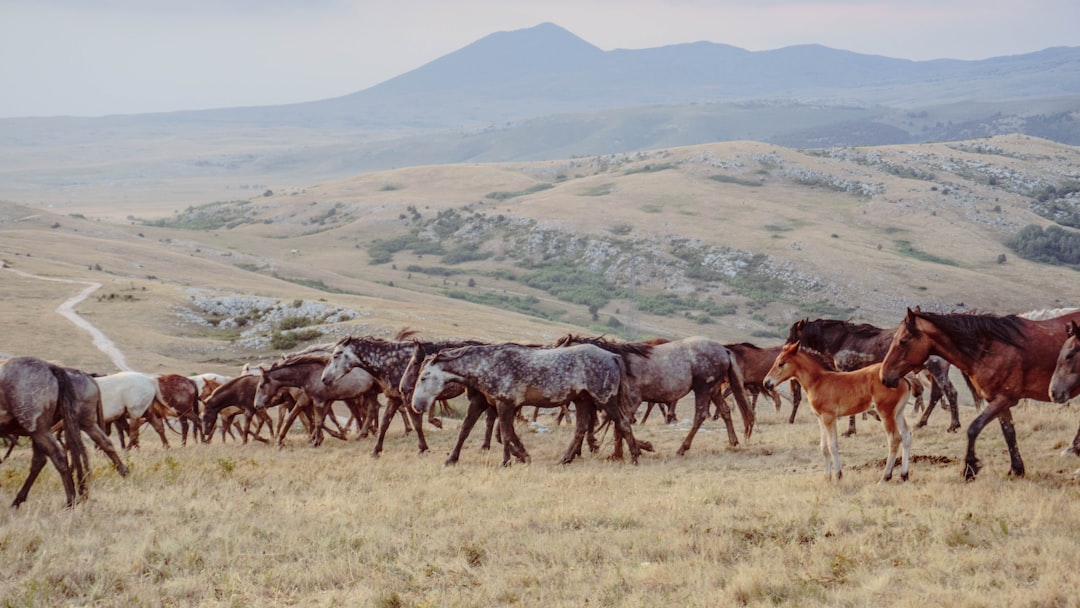 herd of horse traveling on grass hill during day herd of horse traveling on grass hill during day